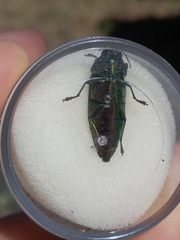 Eurythyrea micans