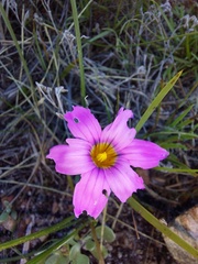 Romulea