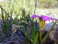 Romulea