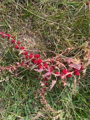 Blitum virgatum