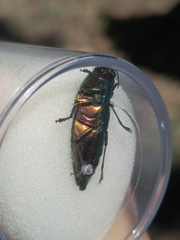 Eurythyrea micans