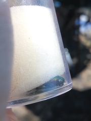 Eurythyrea micans