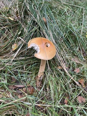 Amanita crocea