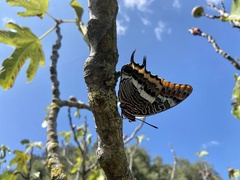 Charaxes jasius