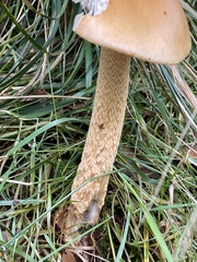 Amanita crocea