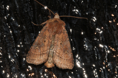 Diarsia rubi