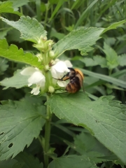 Bombus pascuorum