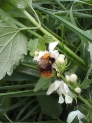 Bombus pascuorum