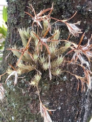 Tillandsia tricholepis