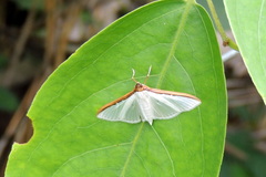 Cydalima laticostalis