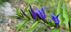 Gentiana asclepiadea