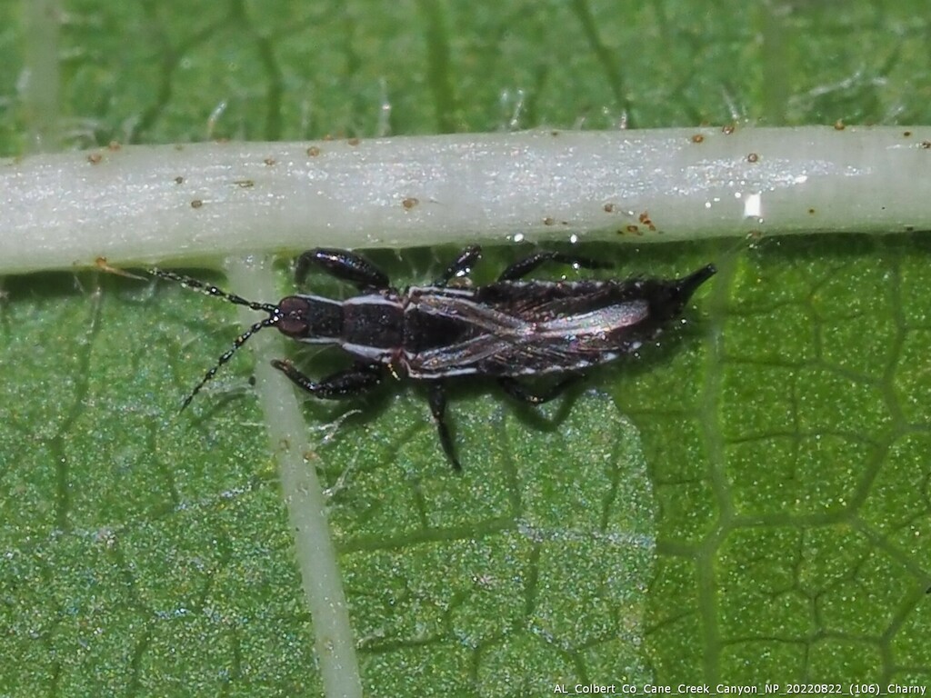 Acanthothrips