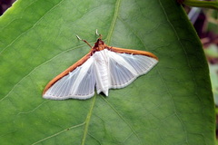 Cydalima laticostalis