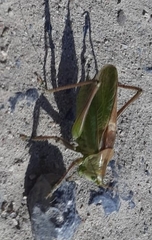Tettigonia cantans