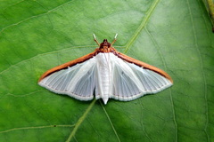 Cydalima laticostalis