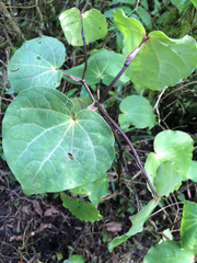 Piper excelsum excelsum