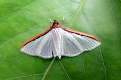 Cydalima laticostalis