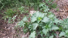 Chenopodiastrum murale