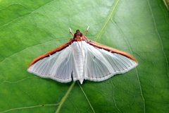 Cydalima laticostalis