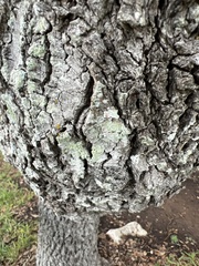 Chrysothrix xanthina