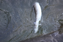 Anguilla rostrata