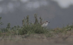 Charadrius obscurus aquilonius