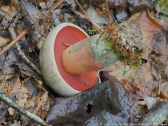 Caloboletus firmus