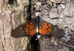 Acraea