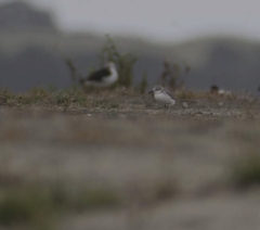 Anarhynchus frontalis