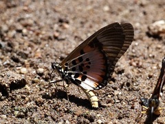 Acraea