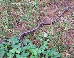 Thamnophis sirtalis pallidulus
