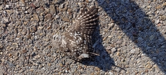 Athene noctua