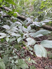 Euonymus verrucosus