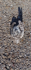 Athene noctua