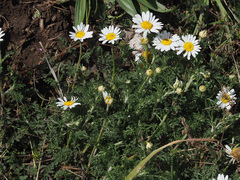 Anthemis arvensis