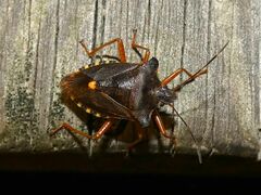 Pentatoma rufipes