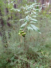 Ligustrum quihoui