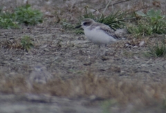 Charadrius obscurus aquilonius