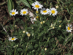 Anthemis arvensis