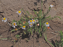Felicia muricata muricata