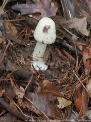 Amanita aestivalis