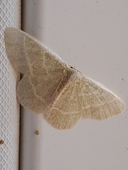 Chlorochlamys chloroleucaria