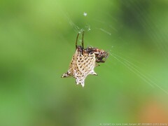 Micrathena gracilis
