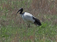Threskiornis aethiopicus