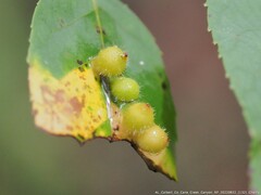 Caryomyia