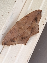 Prochoerodes lineola