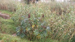 Ricinus communis