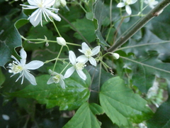 Clematis virginiana