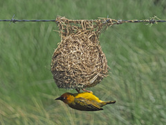 Ploceus capensis