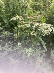 Heracleum sphondylium